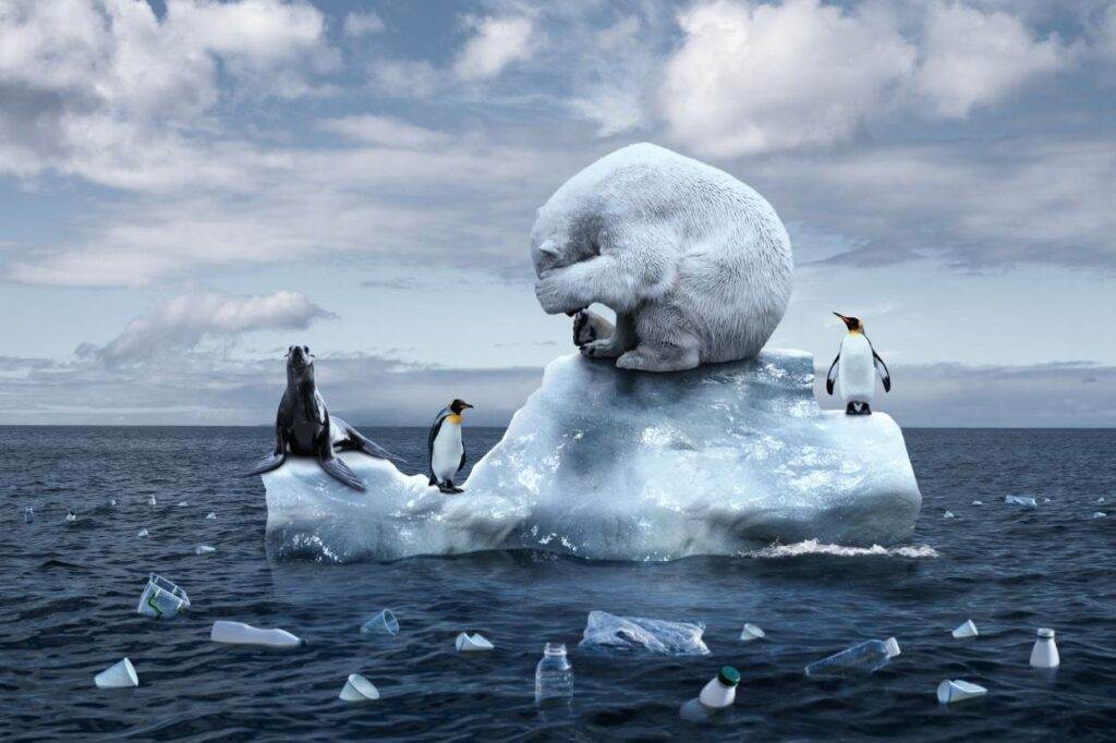 ours-pingouin-rechauffement-climatique